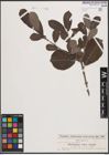 Foto von Salix cinerea L.